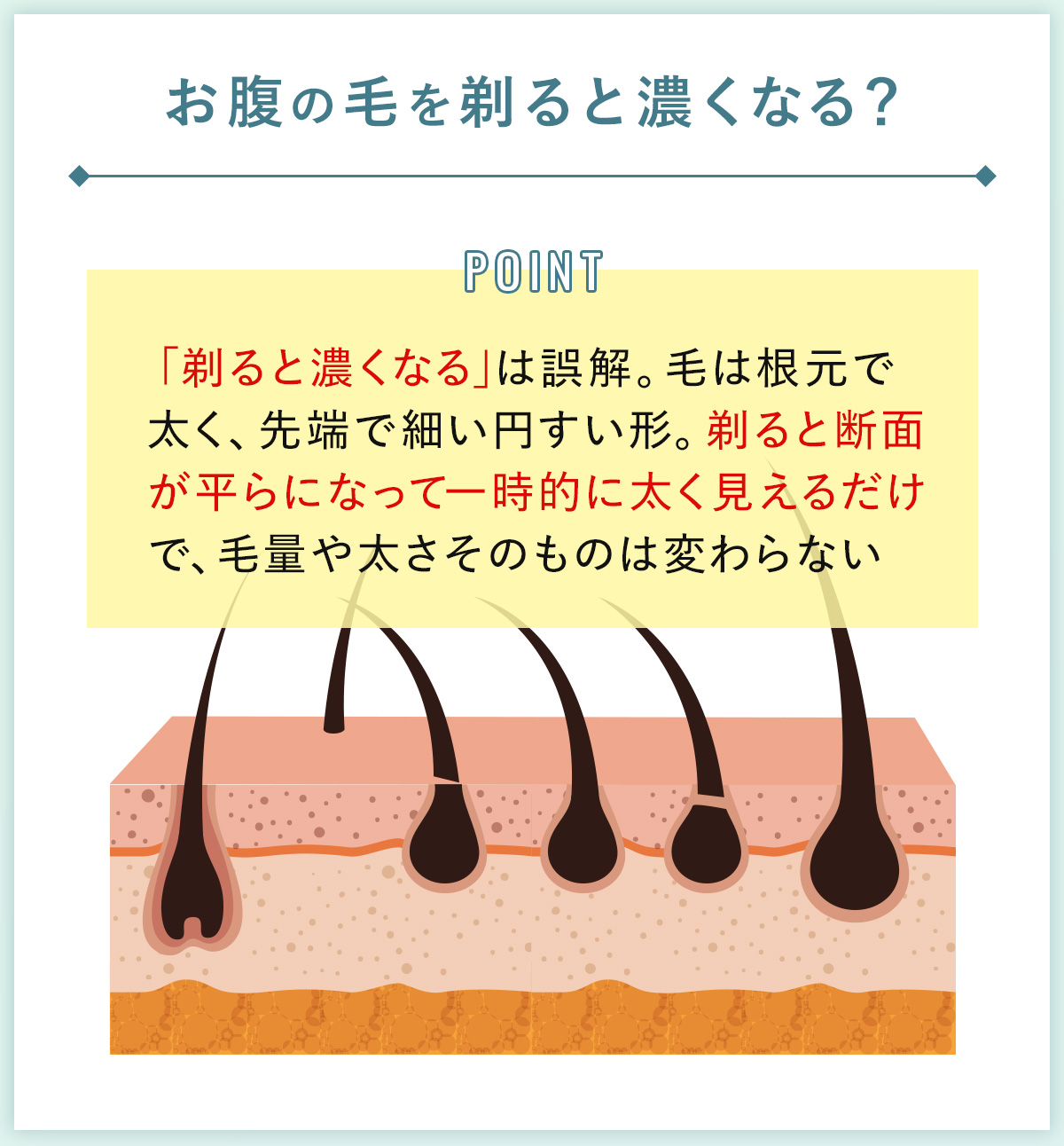 03_お腹の毛を剃ると濃くなる？
